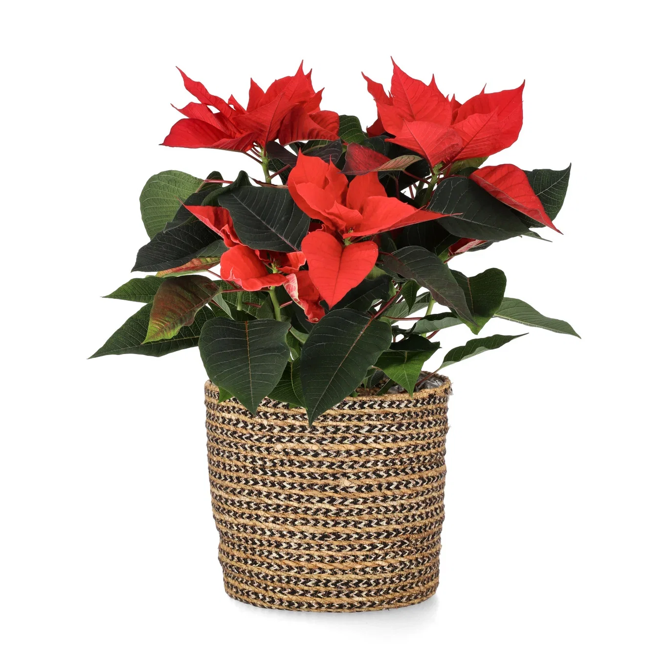 Julstjärna flergrenad