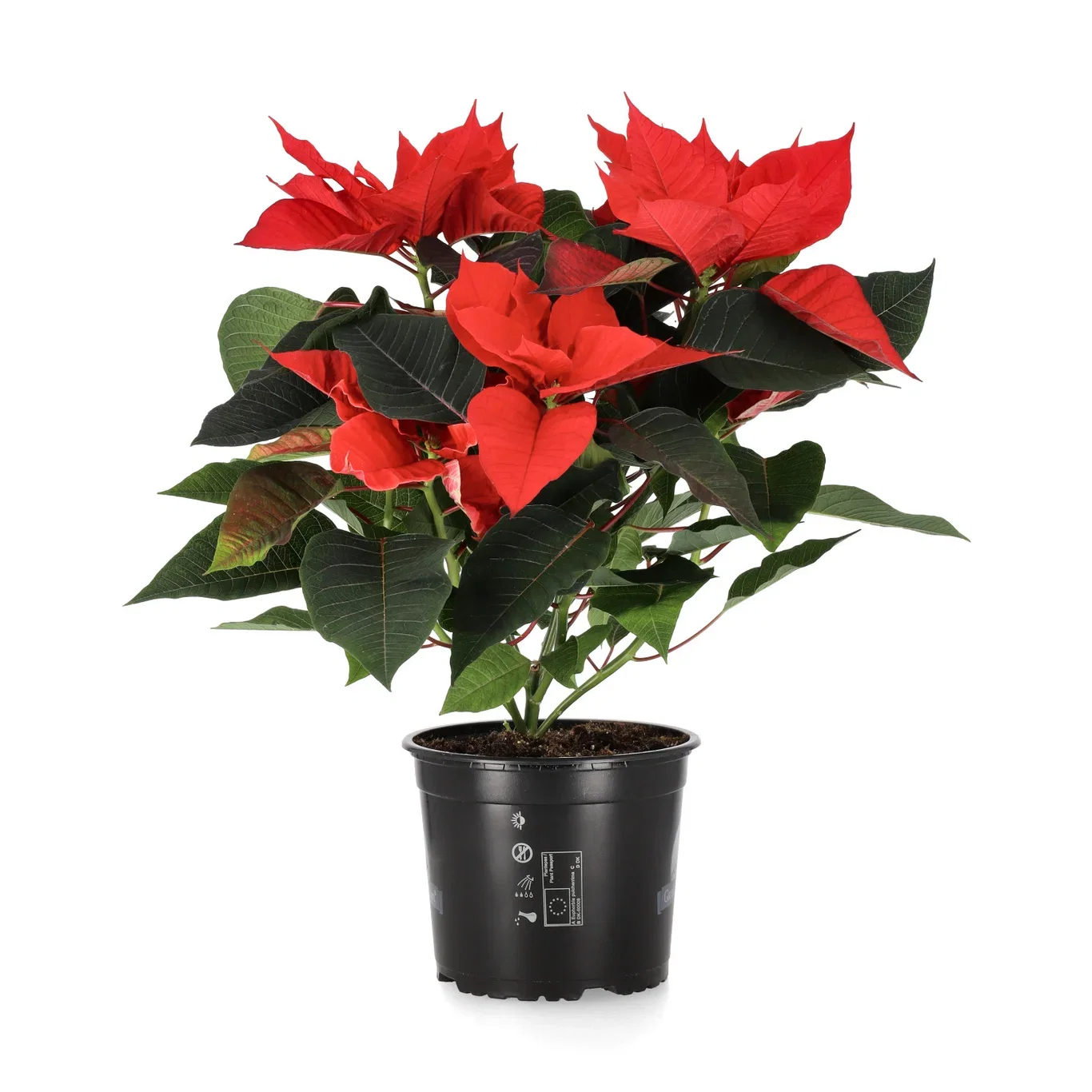 Julstjärna flergrenad