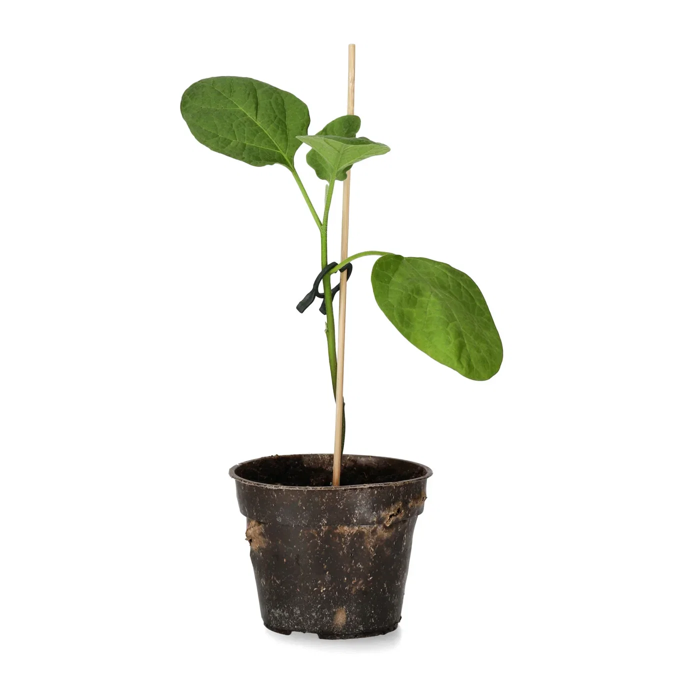 Aubergin 'Violetta di Remini'