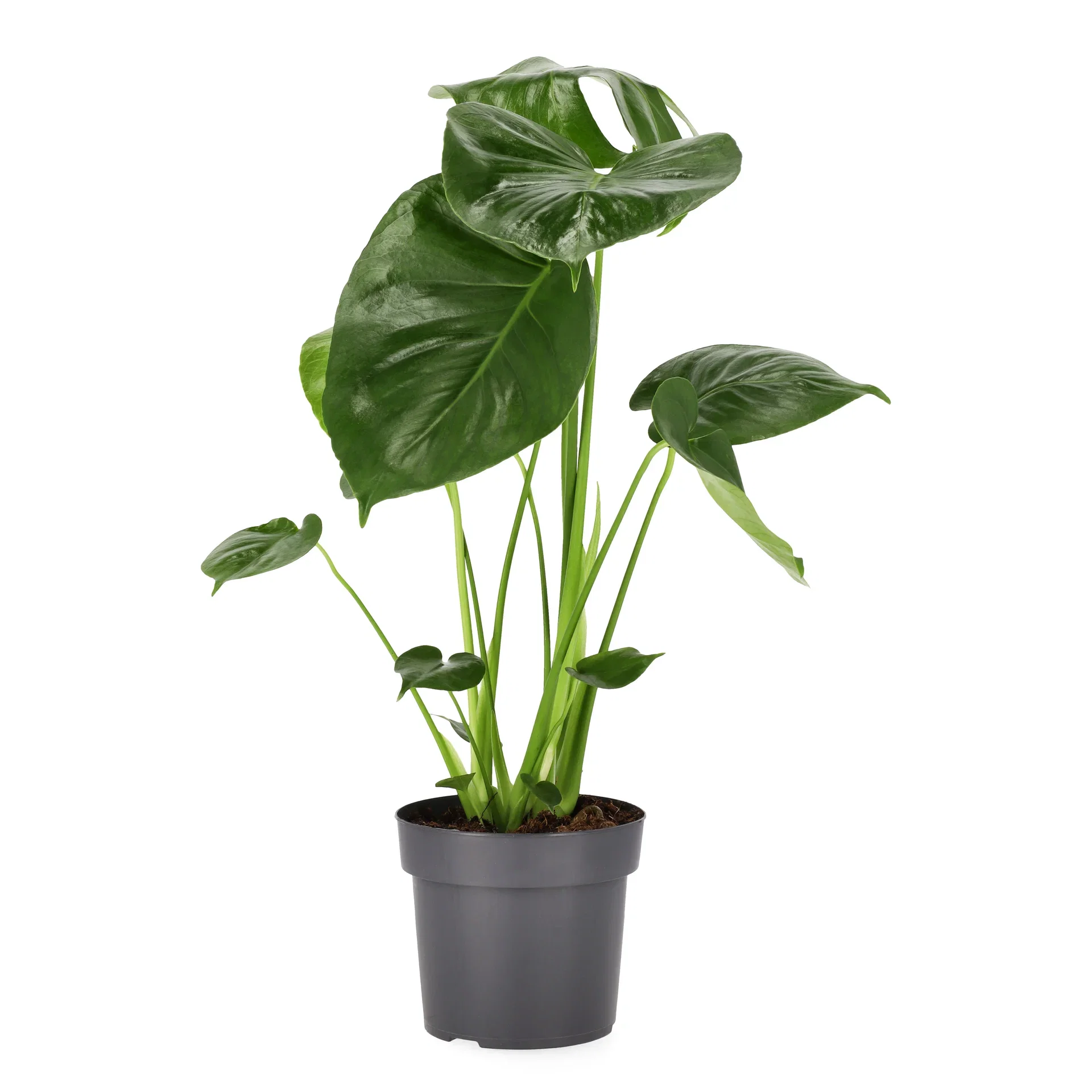 Monstera