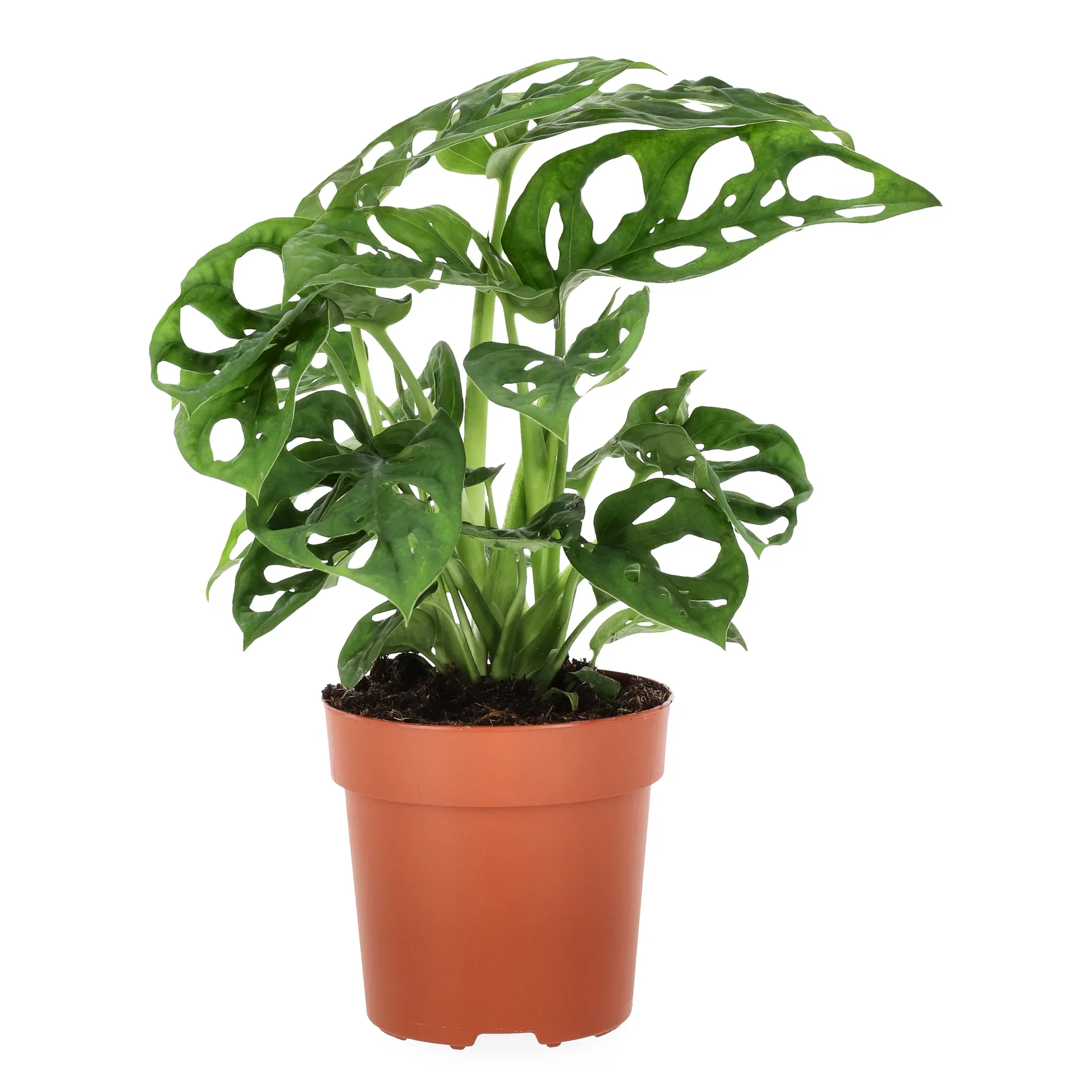 Liten monstera