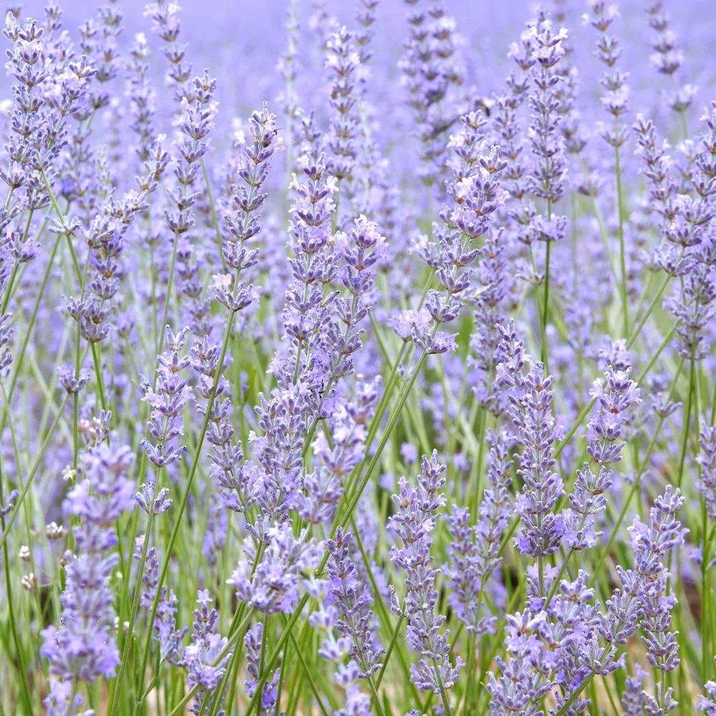 Lavendel 'Felice Light Blue'