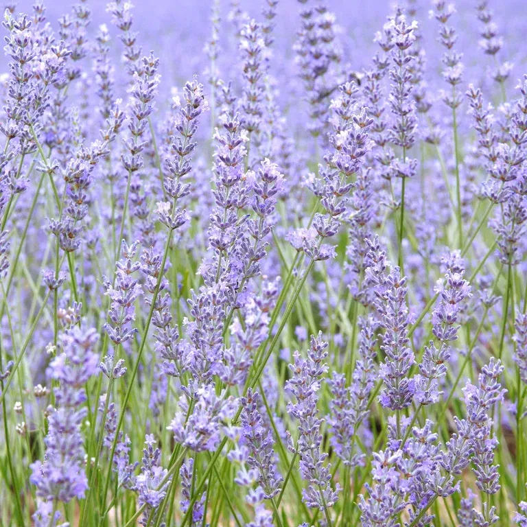 Lavendel 'Felice Light Blue'