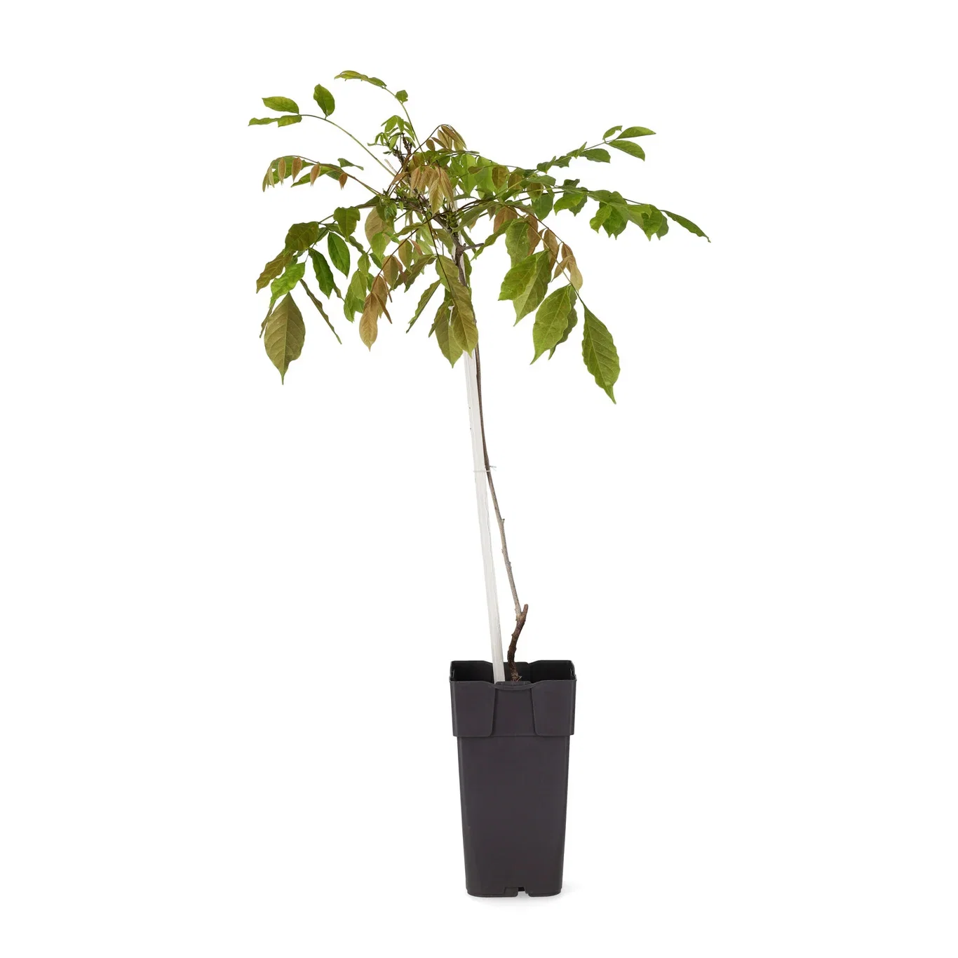 Kentuckyblåregn 'Blue Moon'