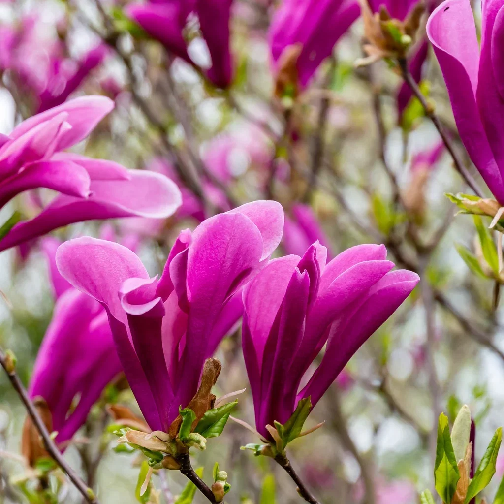 Rosenmagnolia 'Susan' på stam