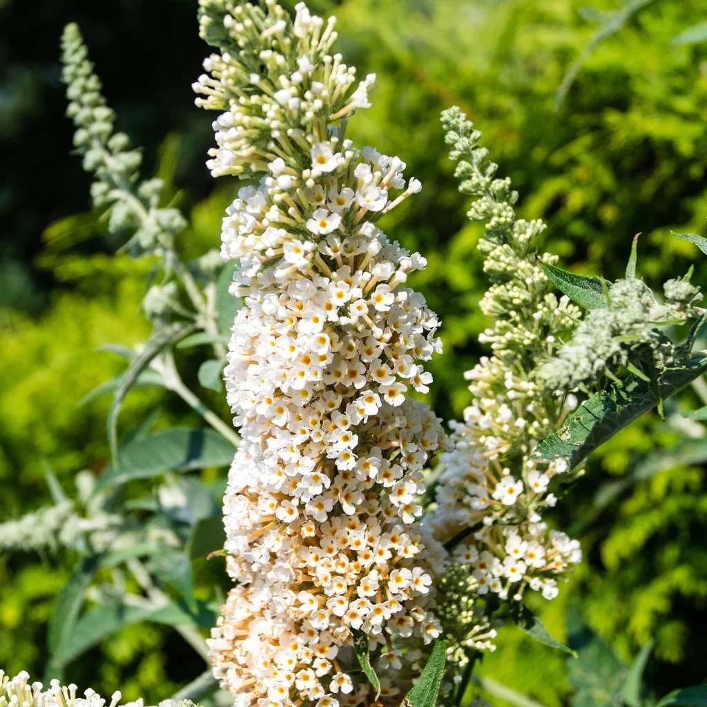 Syrenbuddleja BUZZ IVORY