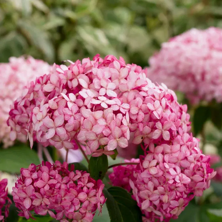 Vidjehortensia PINK ANNABELLE