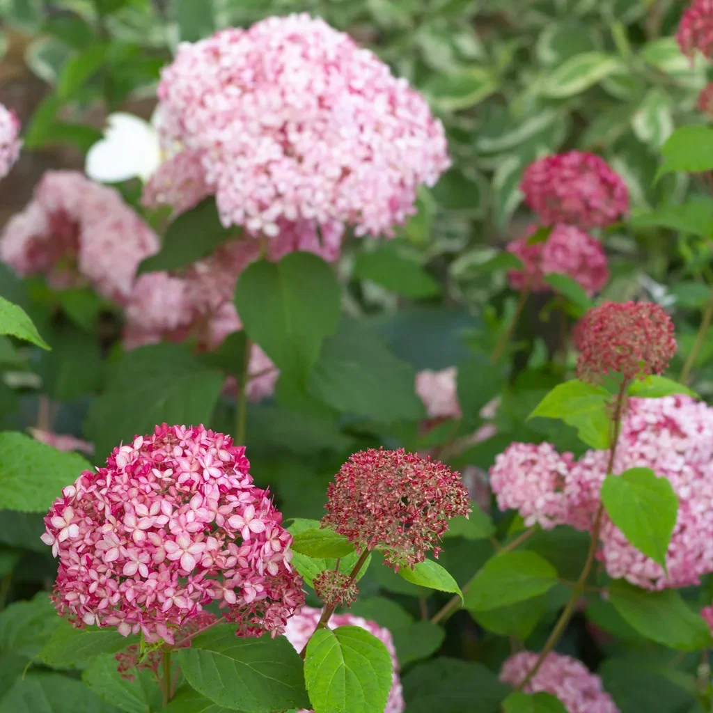 Vidjehortensia PINK ANNABELLE
