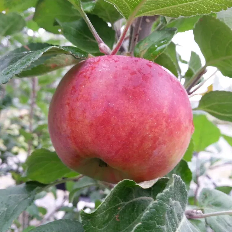 Äpple 'Krasnaja Rannaja' Antonovka