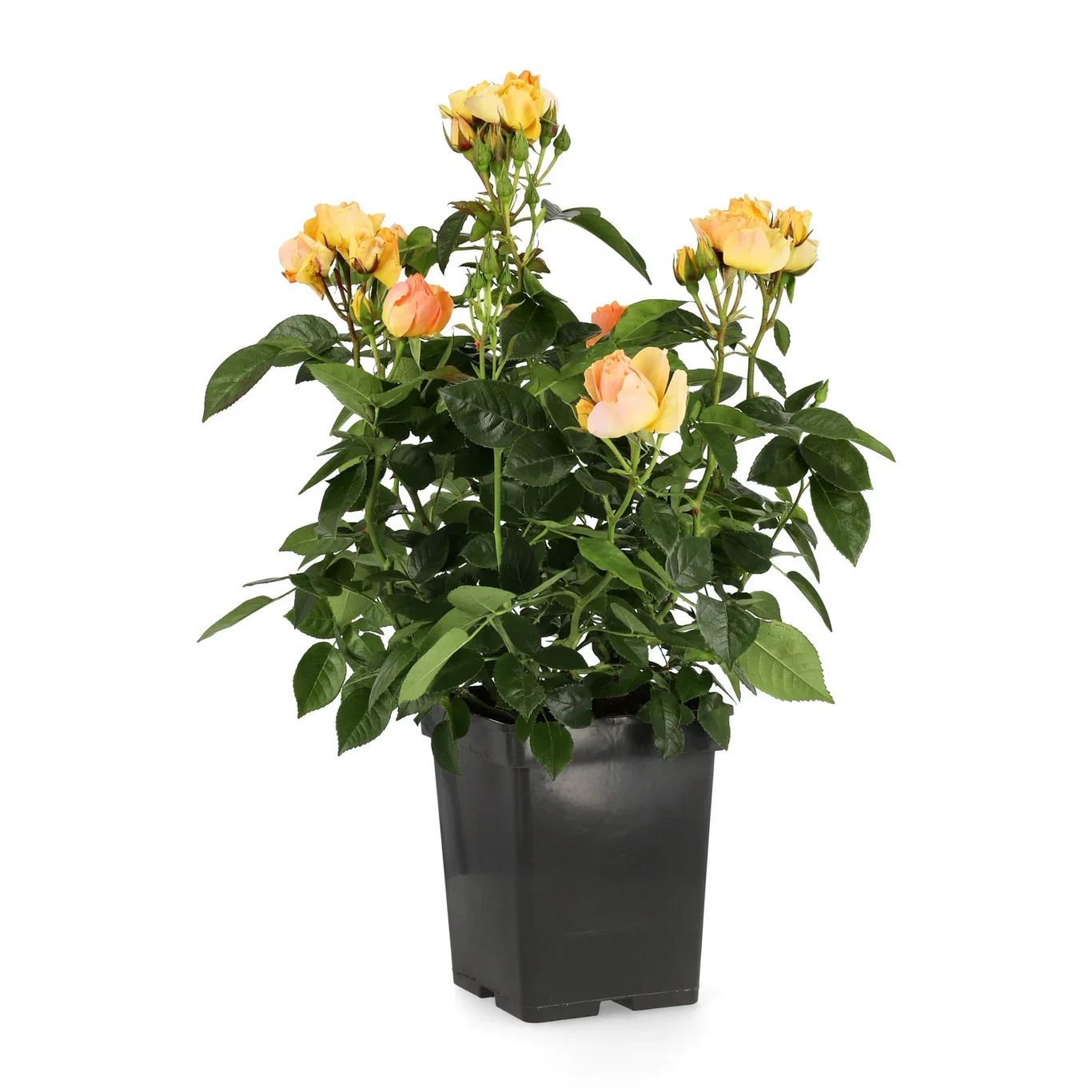 Klasblommig ros HANSESTADT ROSTOCK