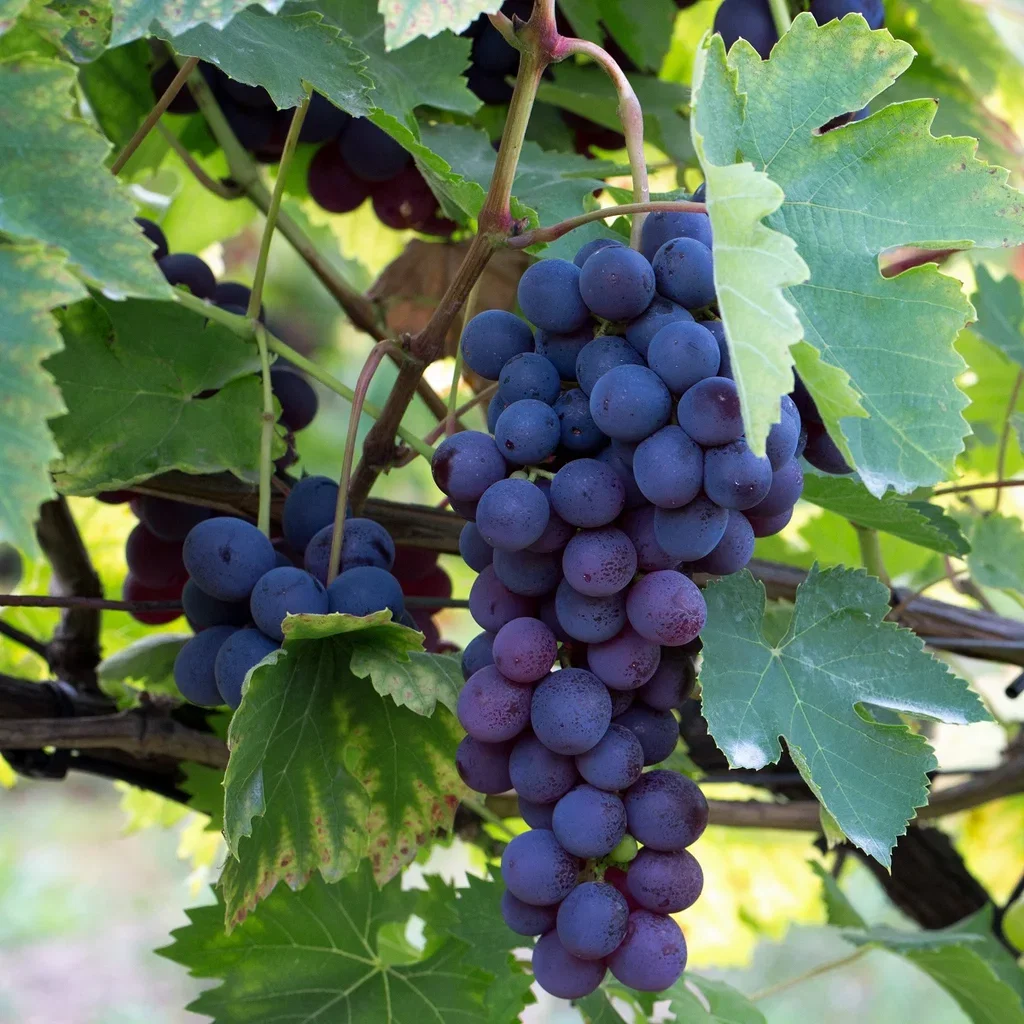 Hybriddruva 'Regent'