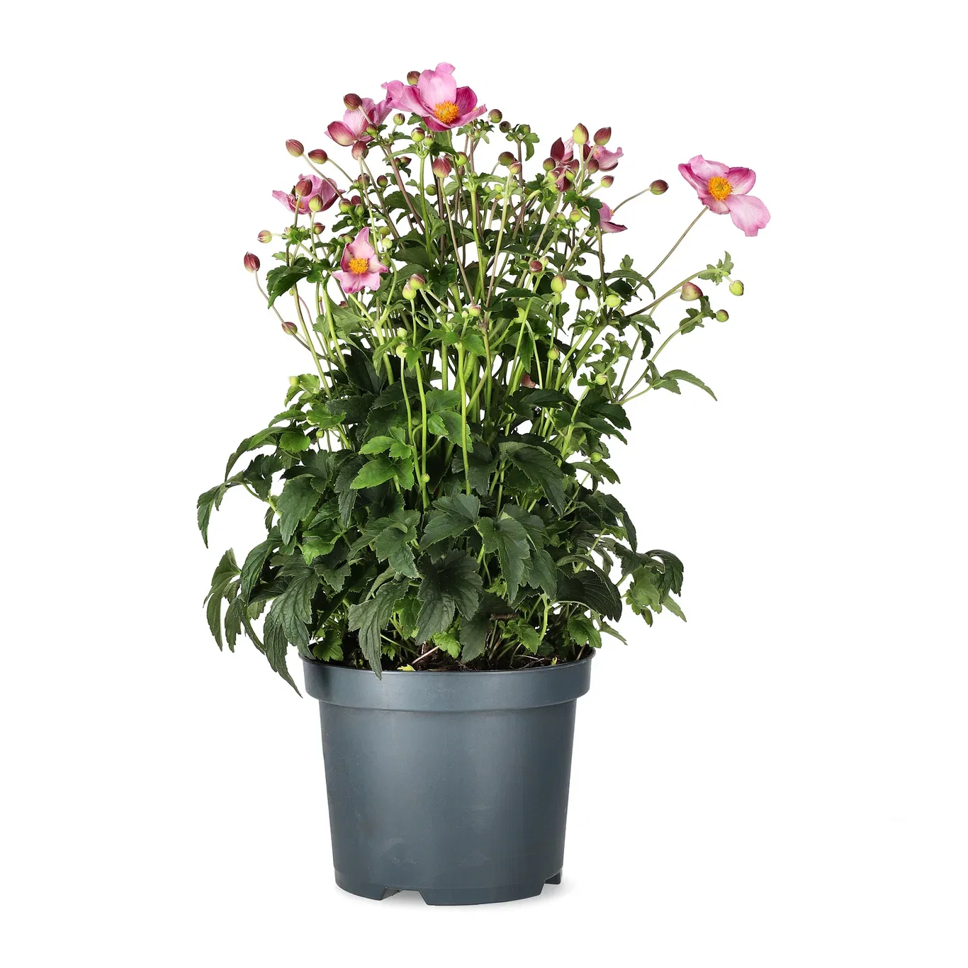 Höstanemon FANTASY JASMINE