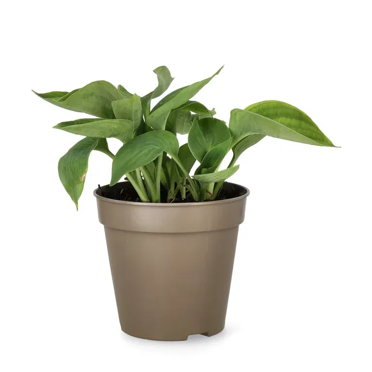 Funkia 'Abiqua Drinking Gourd'