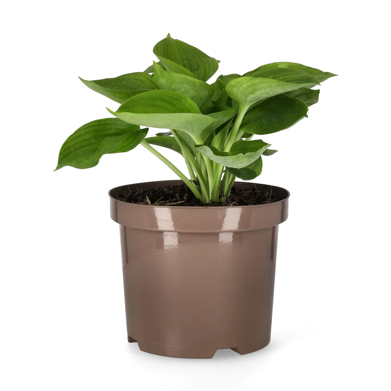 Funkia 'Abiqua Drinking Gourd'