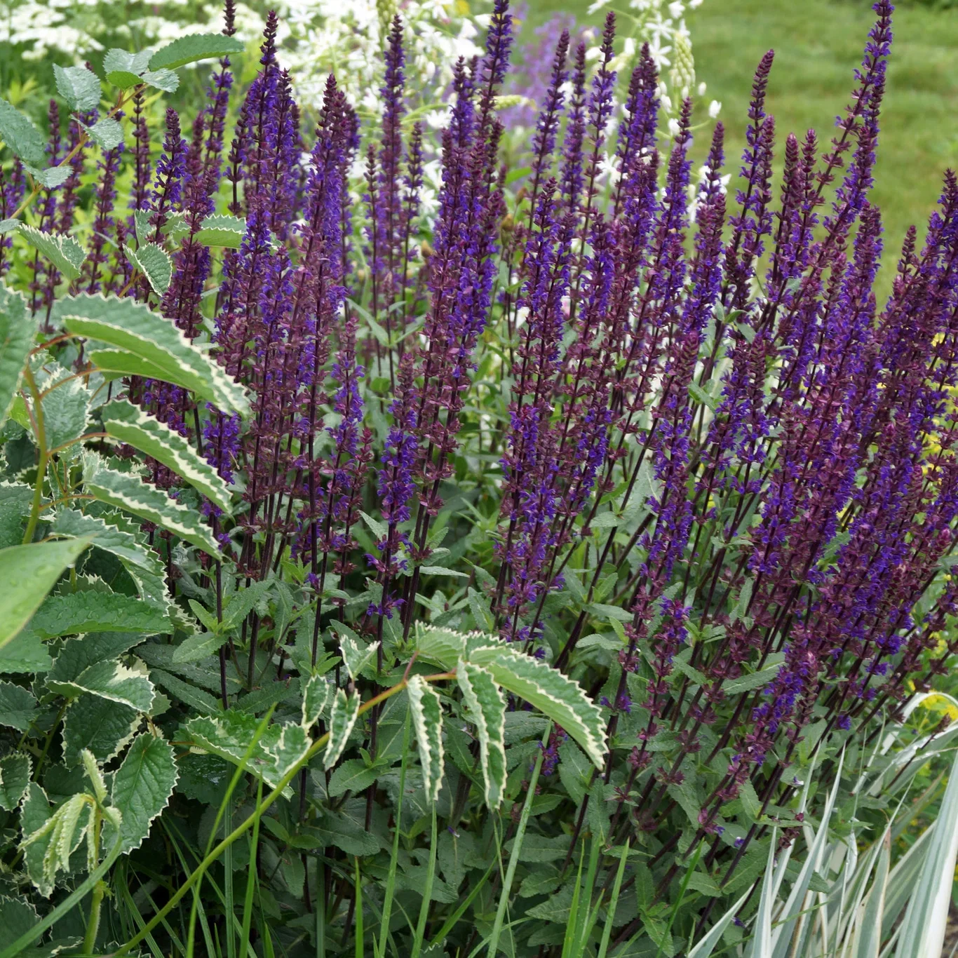 Stäppsalvia 'Caradonna'