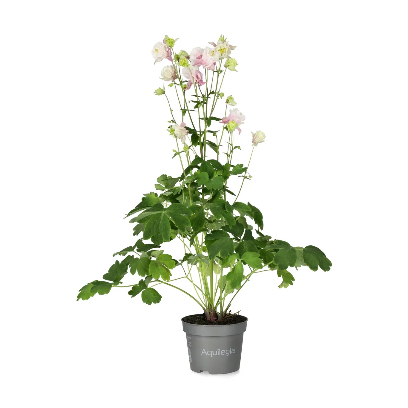 Akleja, olika sorter