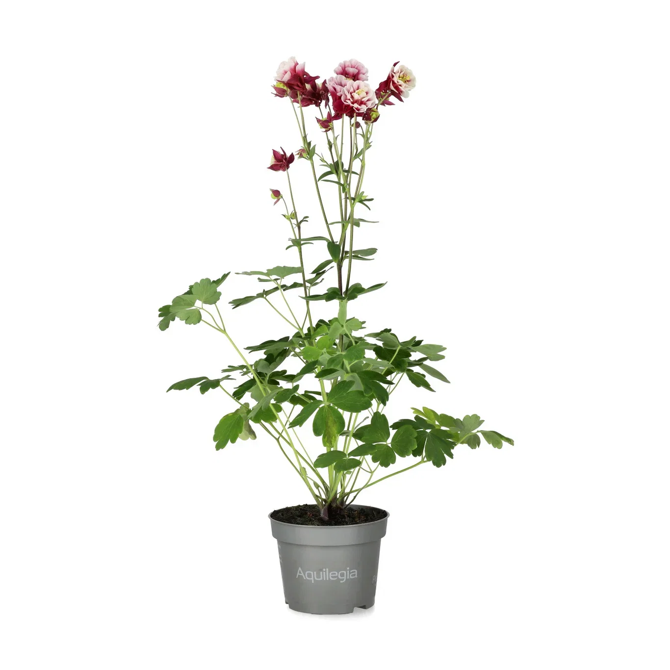 Akleja, olika sorter