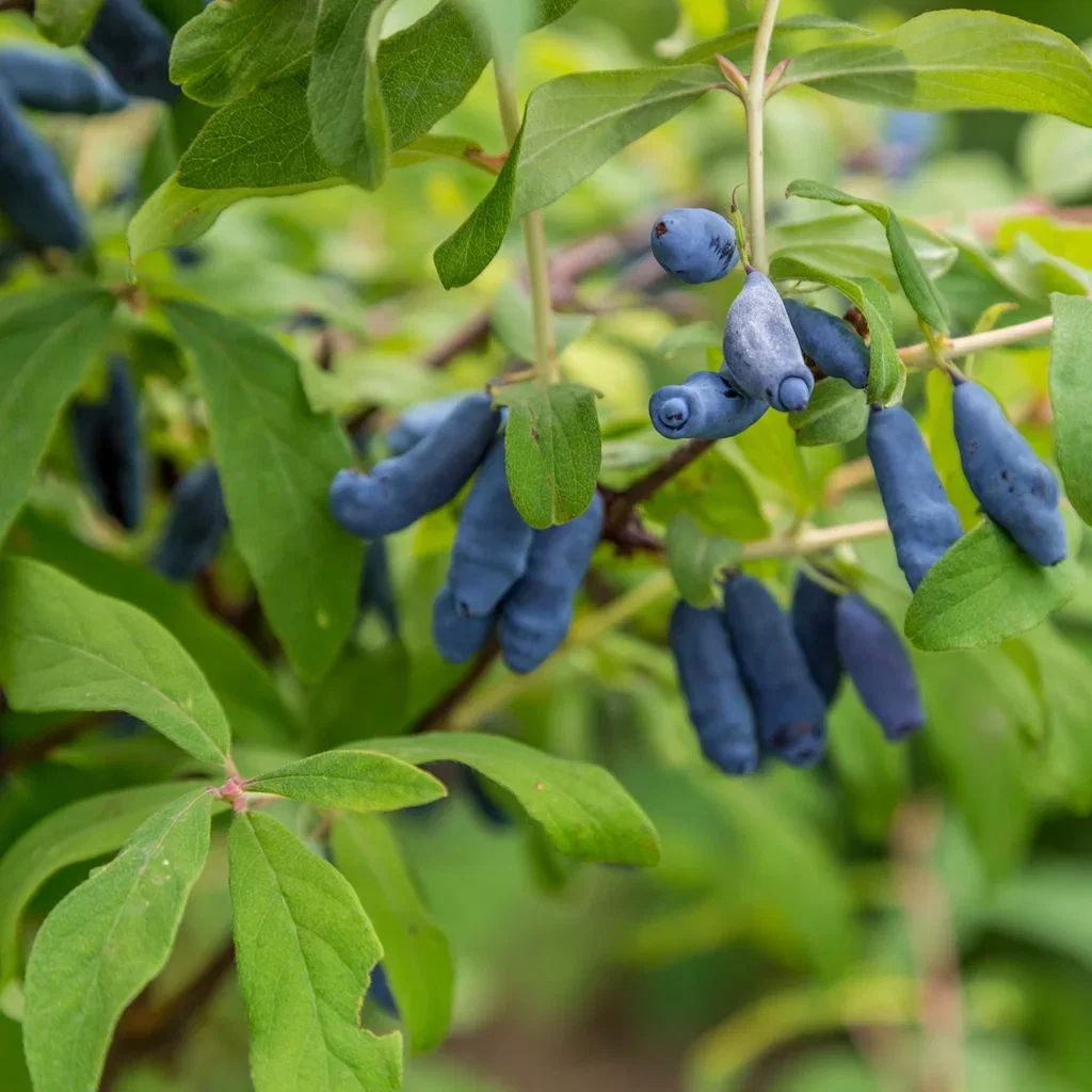 Blåbärstry 'Balalajka'