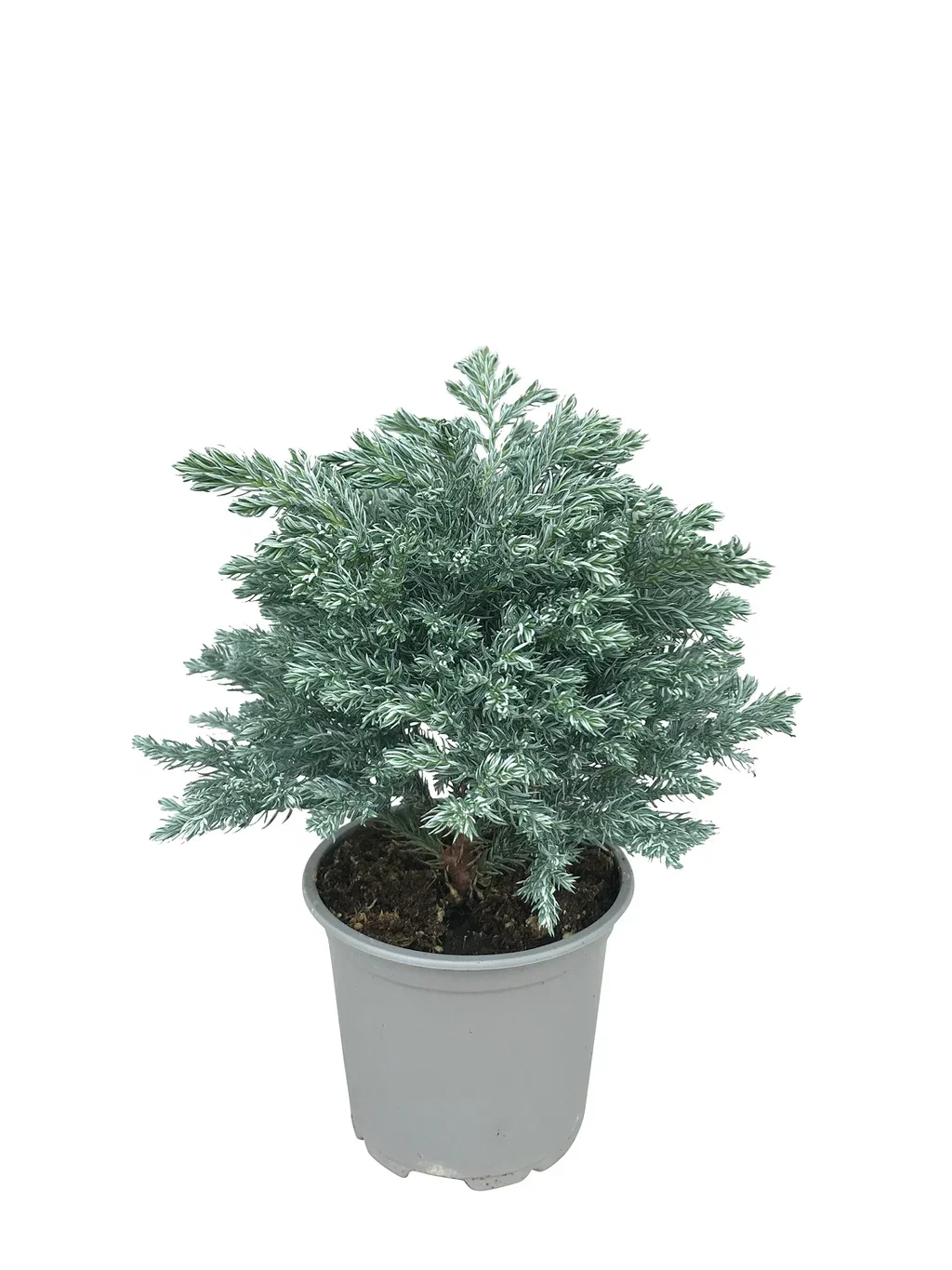 Ärtcypress 'Sky Blue'