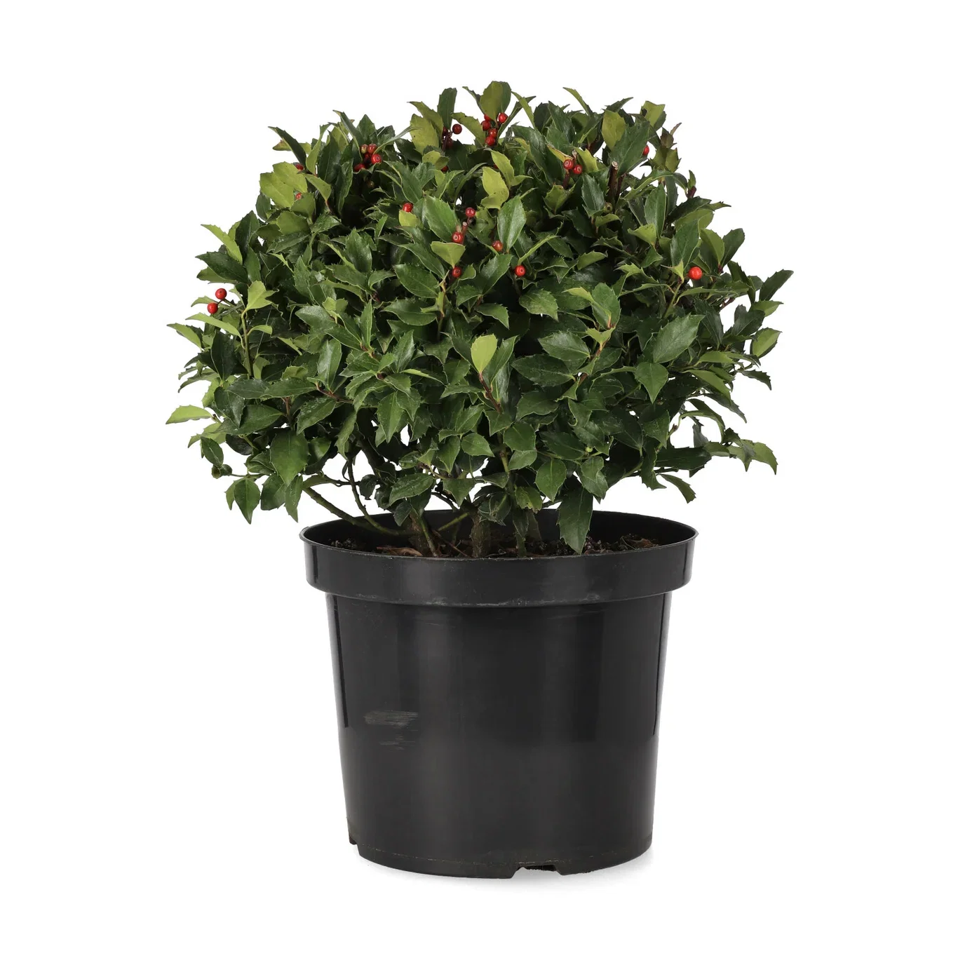 Blå järnek BLUE MAID