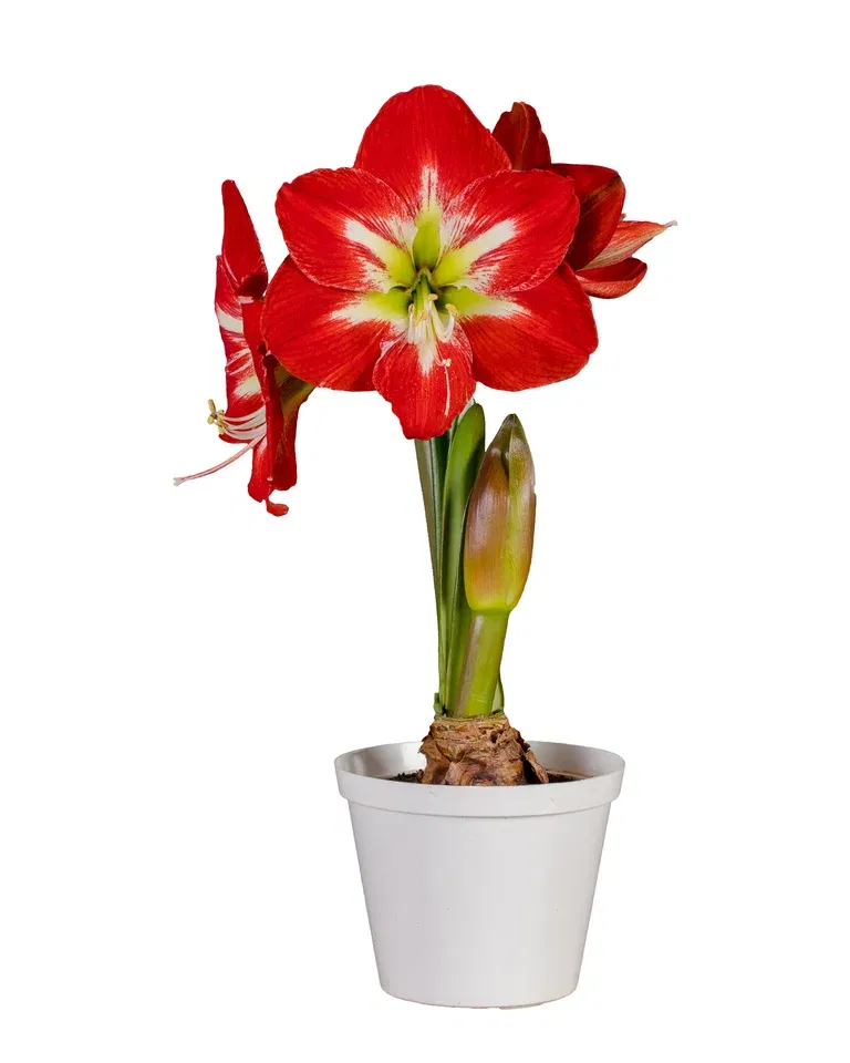 Amaryllis 'Minerva'
