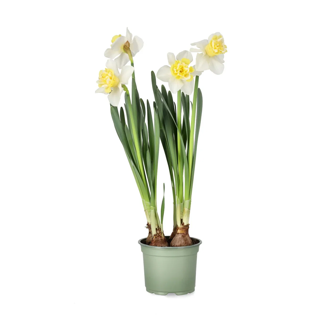 Påsklilja 'Sunny Light'