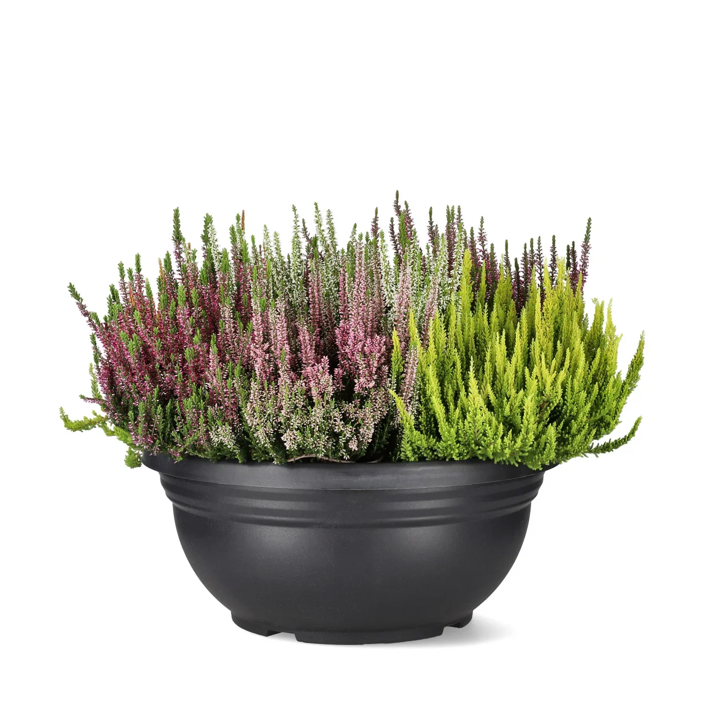 Ljung Beauty Ladies 'Mosaica'