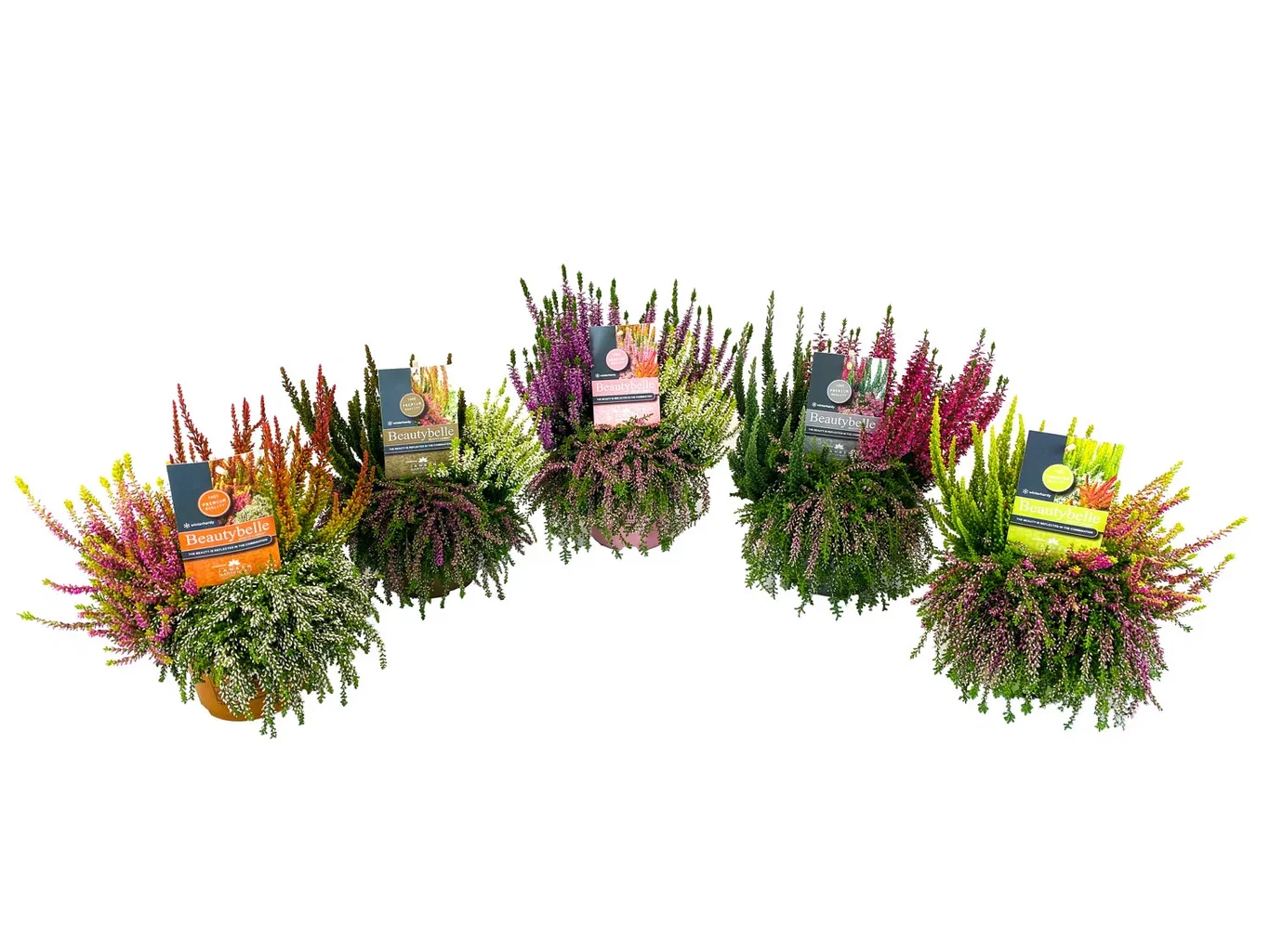 Ljung 'Beauty Bella'