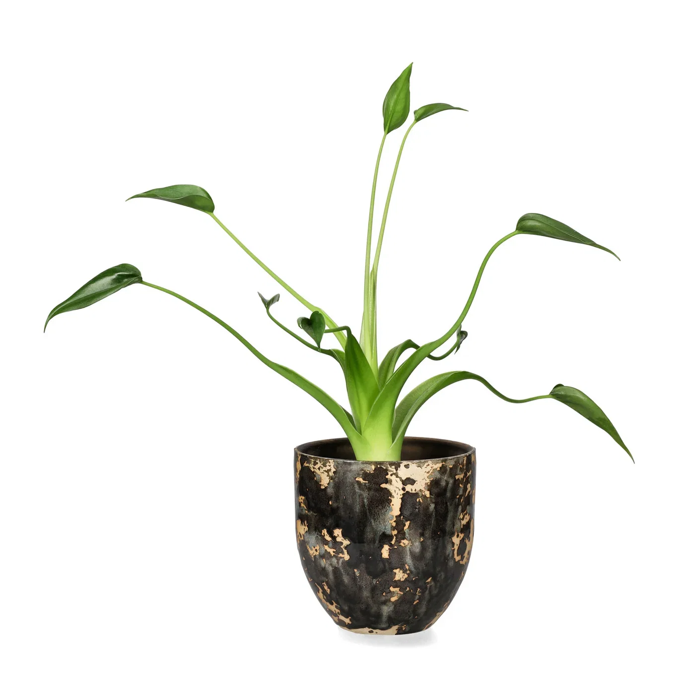 Alokasia 'Tiny Dancer'