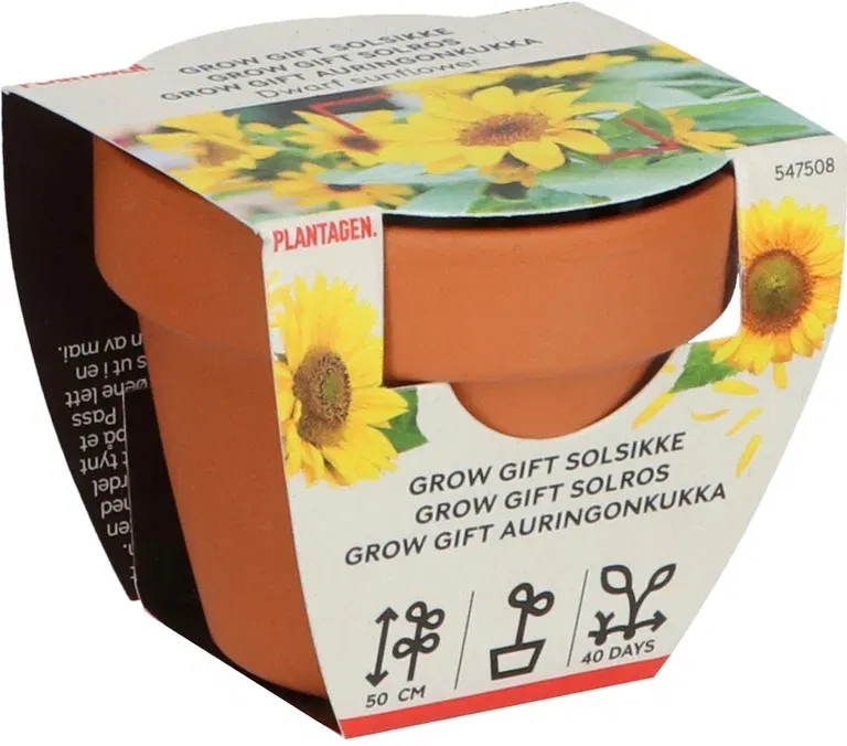 Odlingsset Solrosor Grow gifts