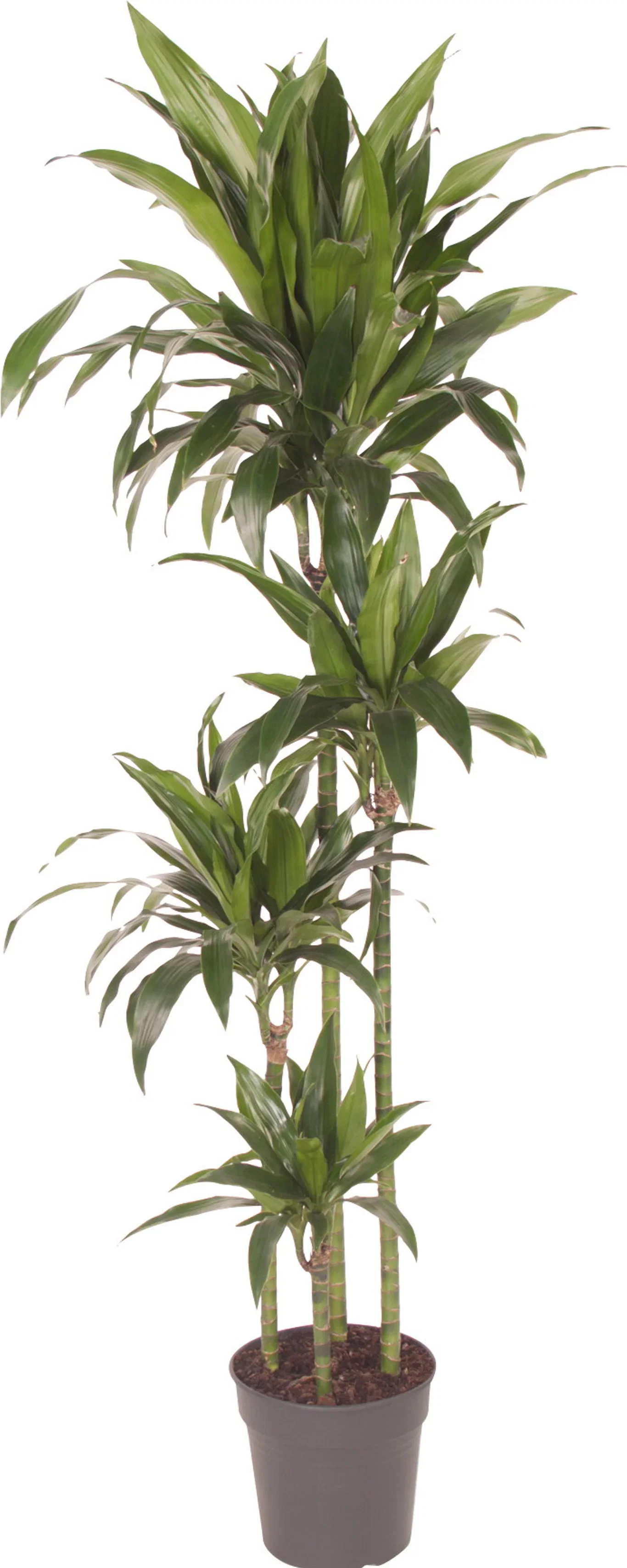 Doftdracena