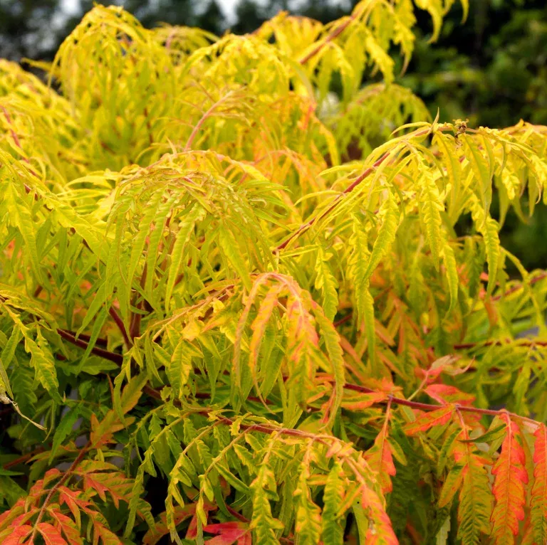 Rönnsumak TIGER EYES