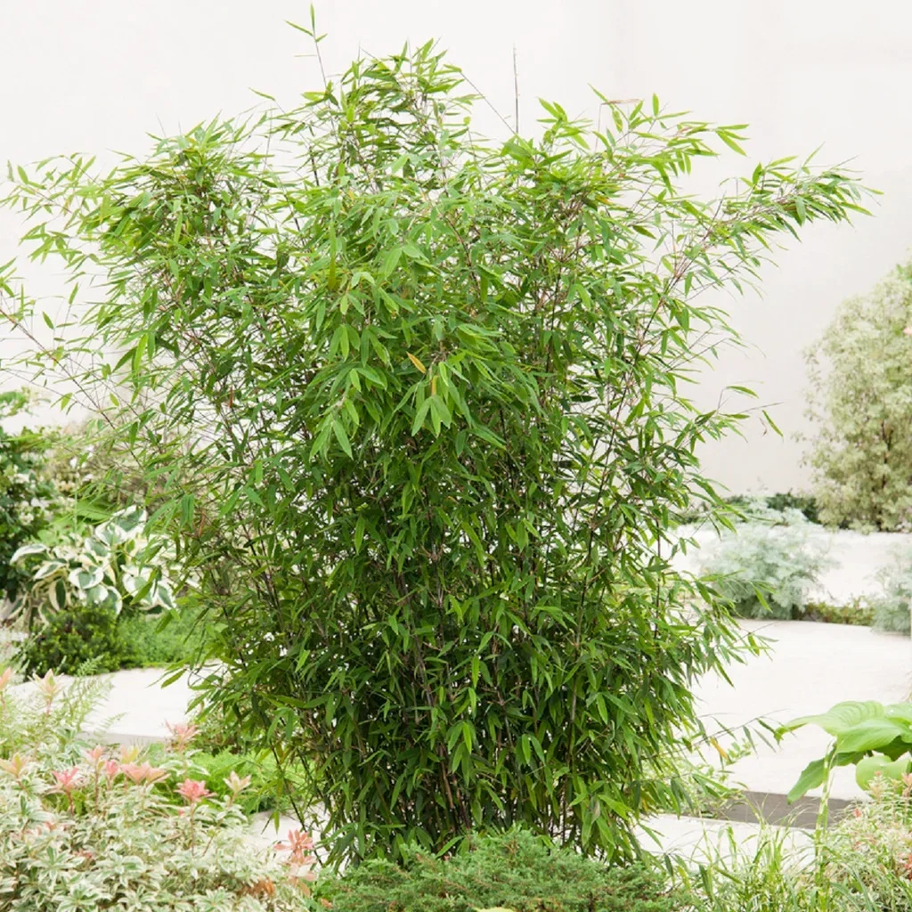 Bergbambu 'Winter Black'