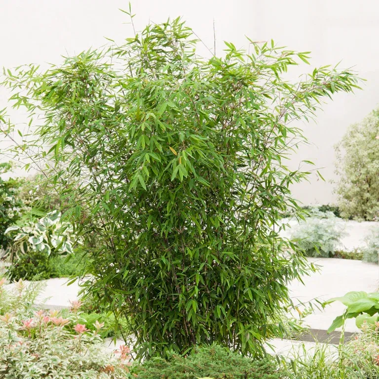 Bergbambu 'Winter Black'