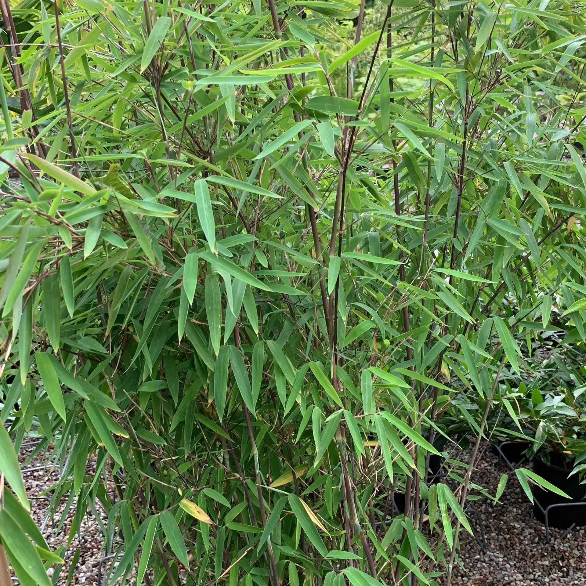 Bergbambu 'Winter Black'