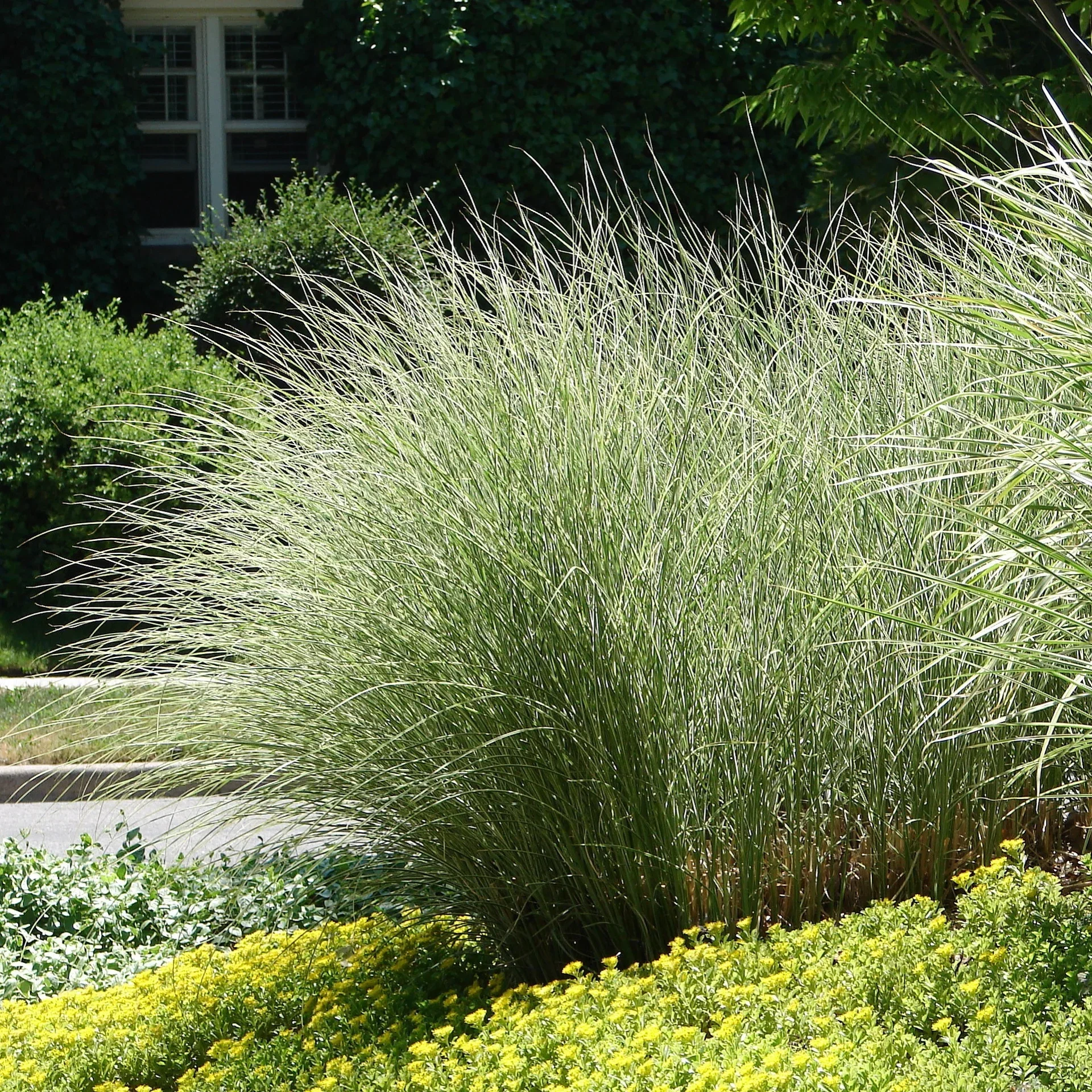 Glansmiskantus 'Morning Light'