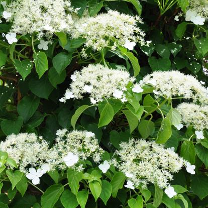 Övriga klätterväxter