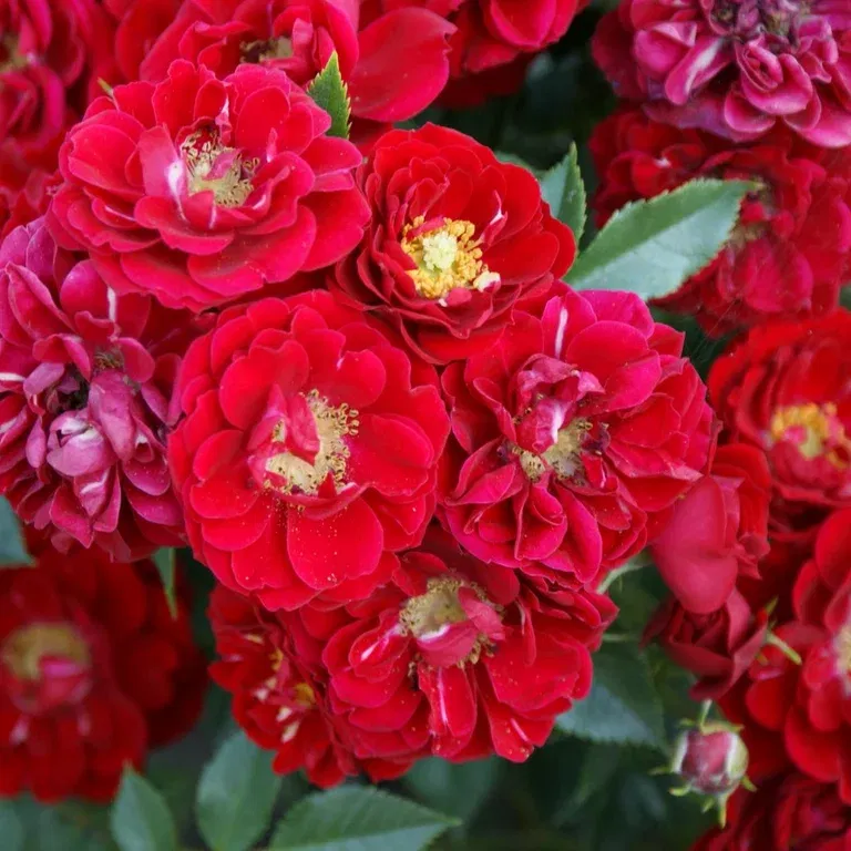 Marktäckande ros FAIRY DANCE