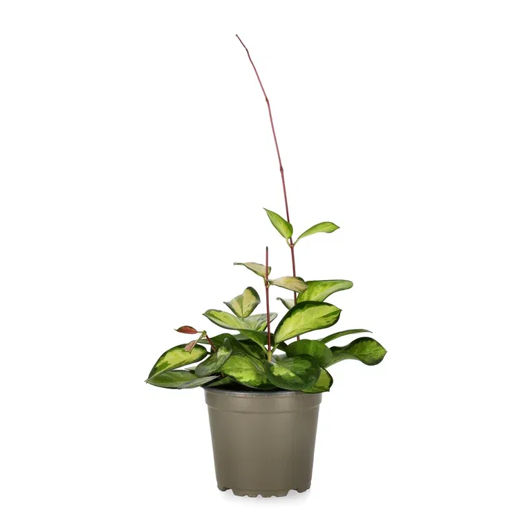 Porslinsblomma 'Tricolor'