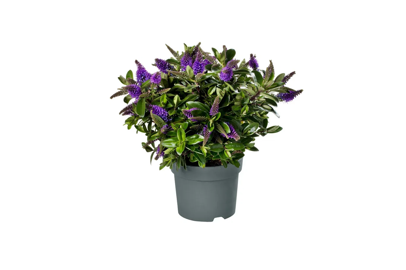 Hebe Andersonii Växt