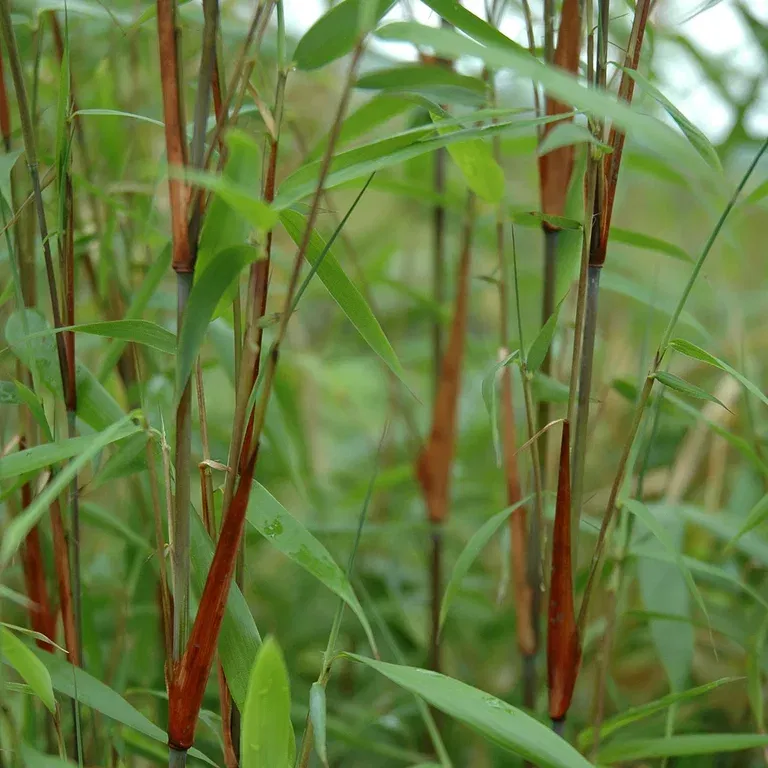 Sträv glansbambu 'Asian Wonder', XXL
