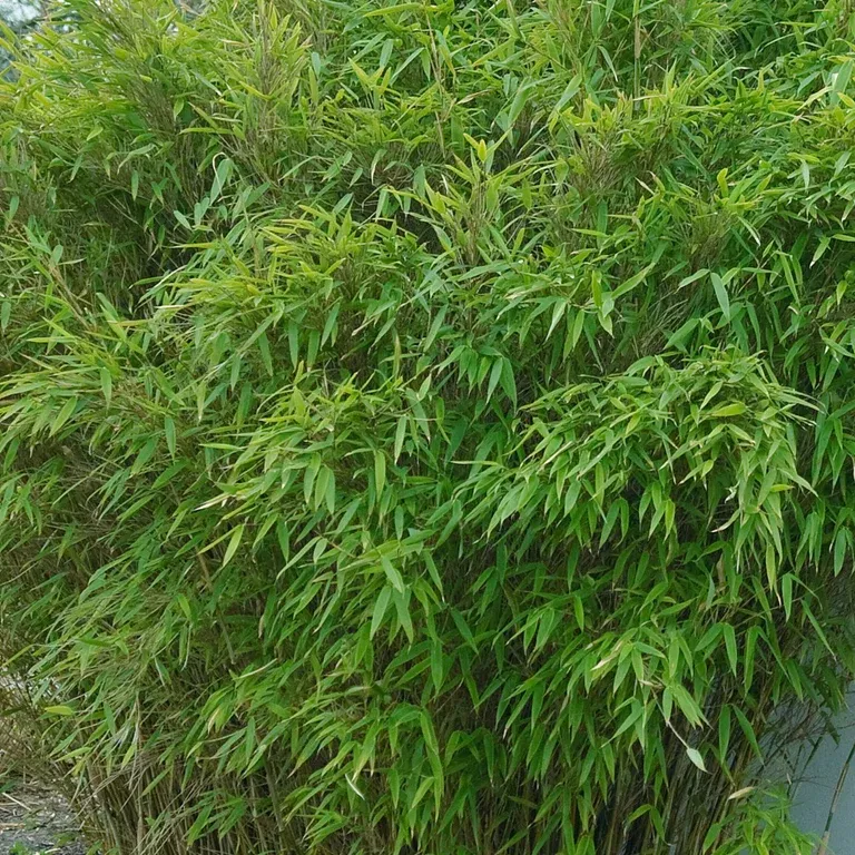 Bergbambu 'Jumbo', XXL