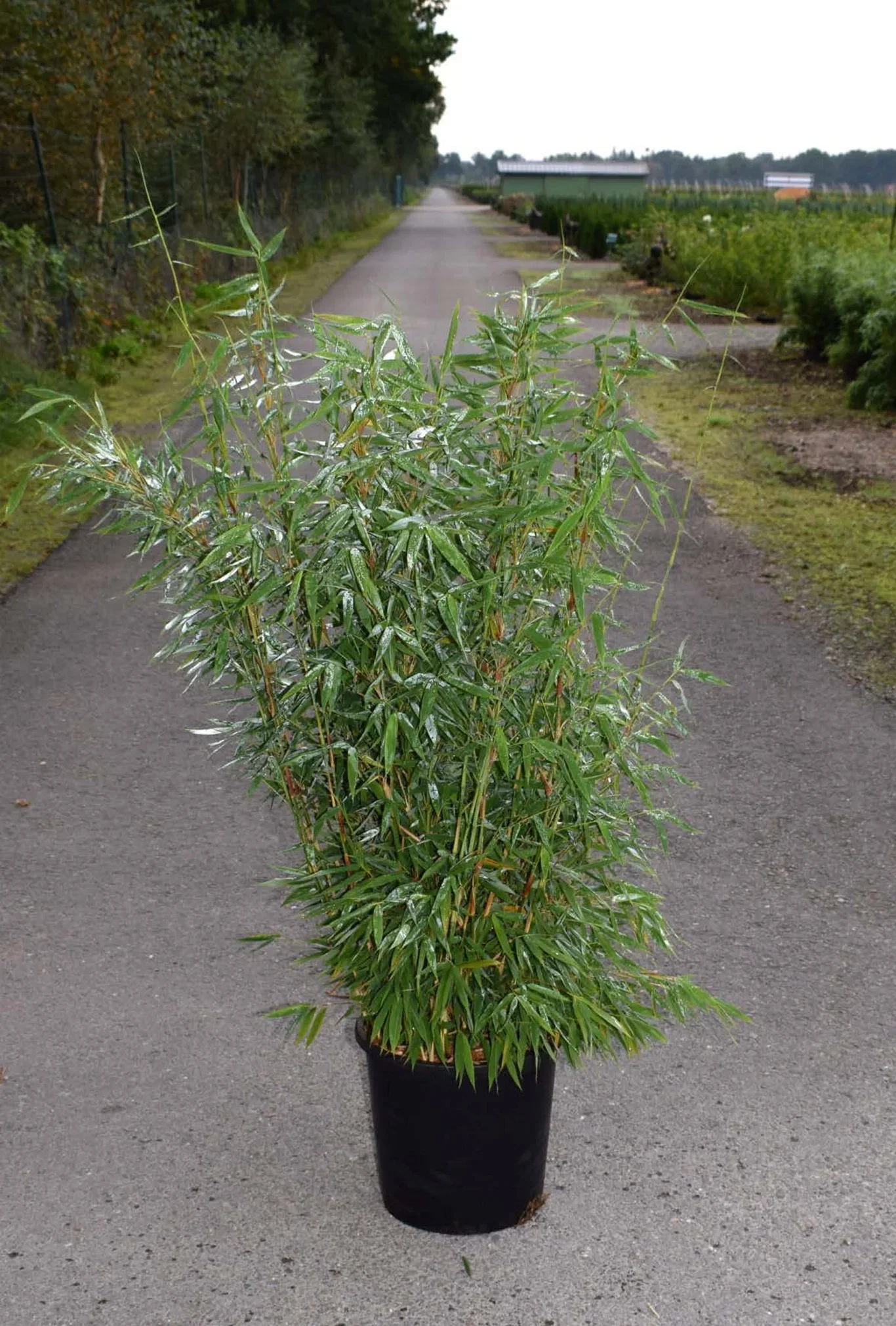 Bergbambu 'Jumbo', XXL