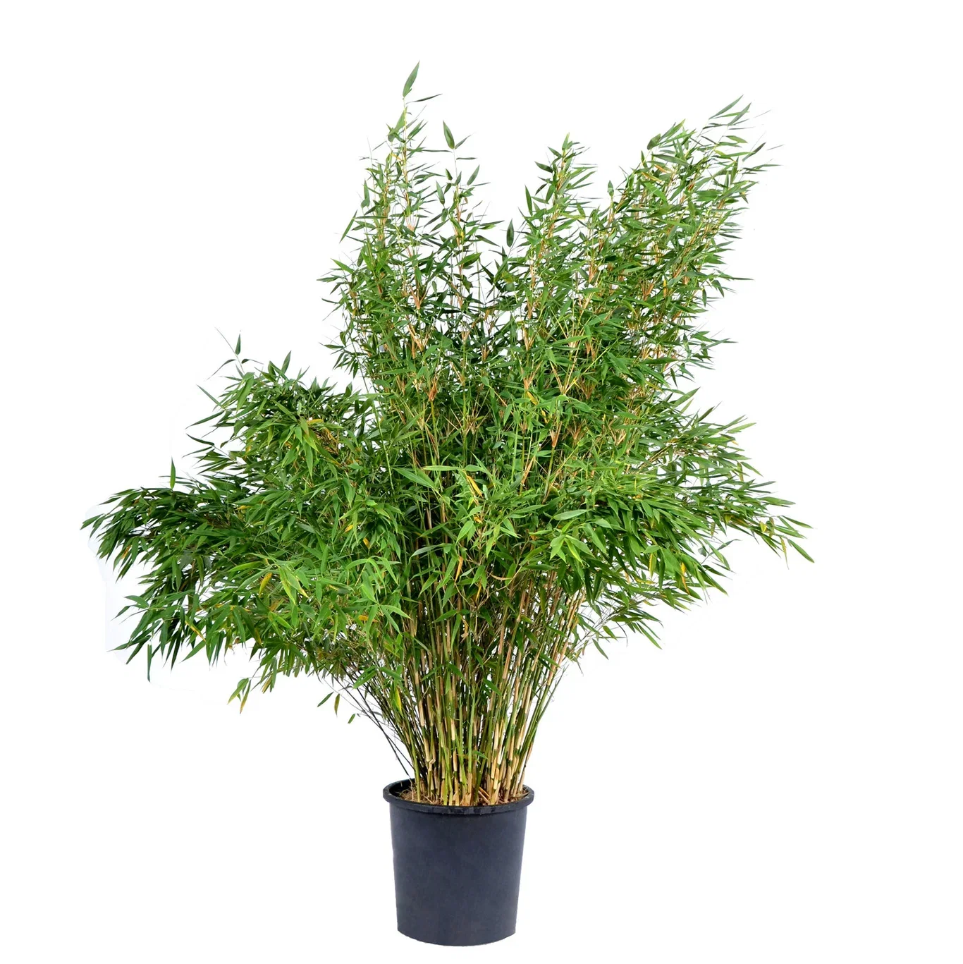 Bergbambu 'Jumbo', XXL