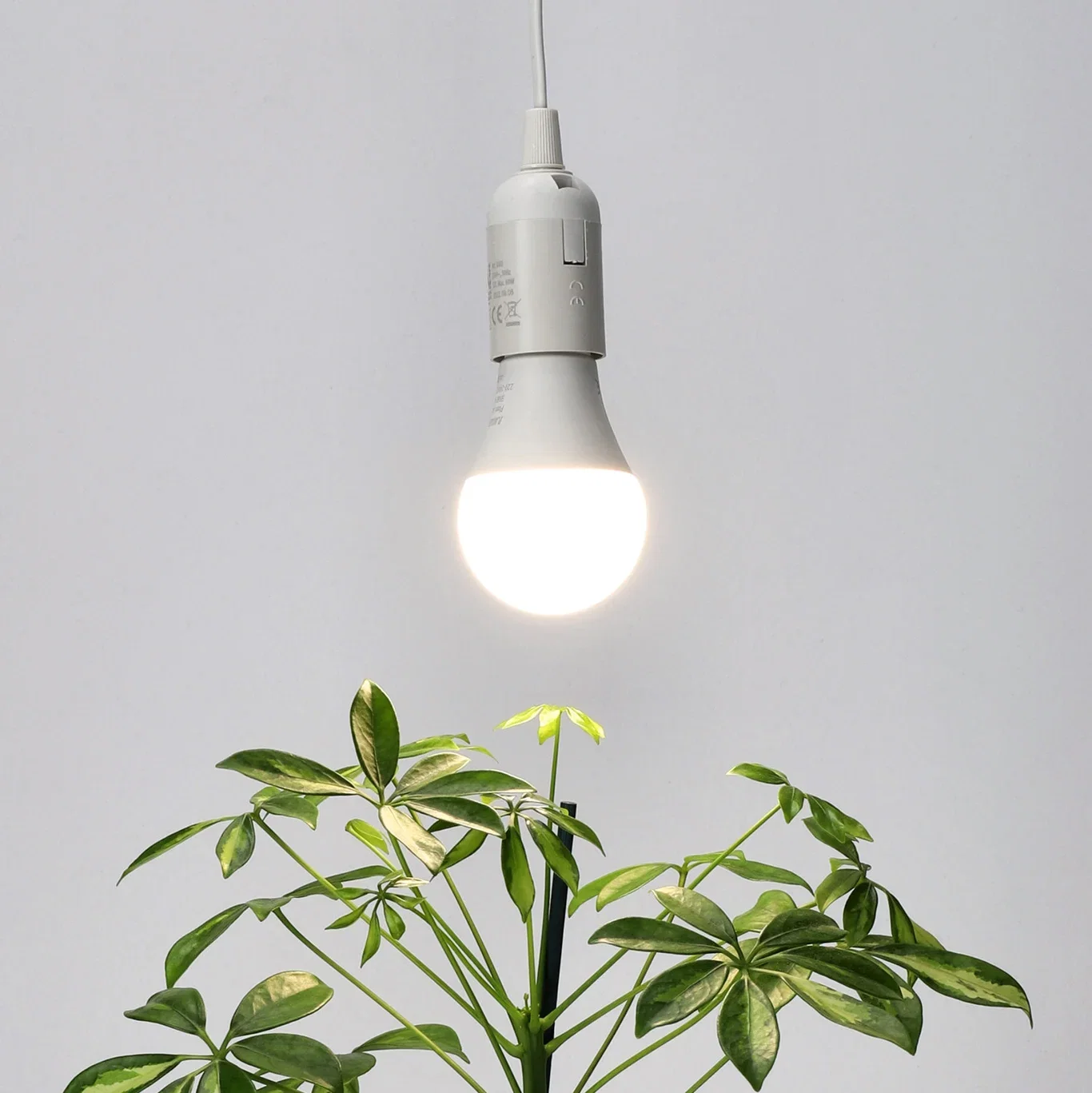 Växtlampa LED 9W All year Albatross