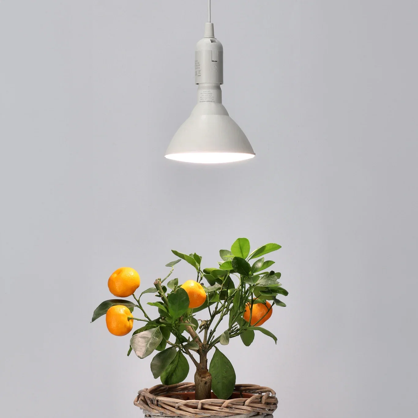 Växtlampa LED 15W Winter Albatross