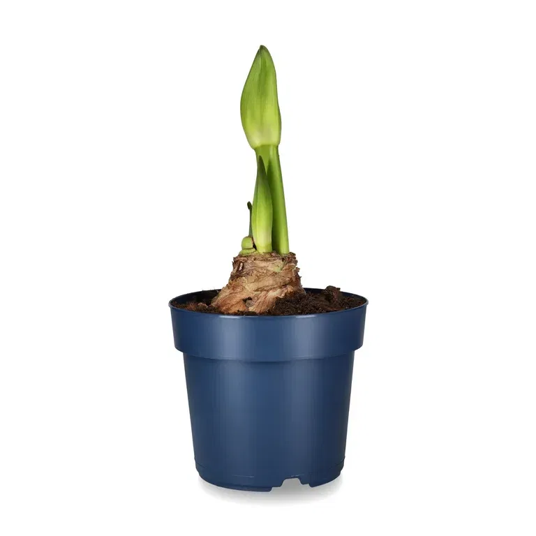 Jumbo Amaryllis 'Andes Lady'