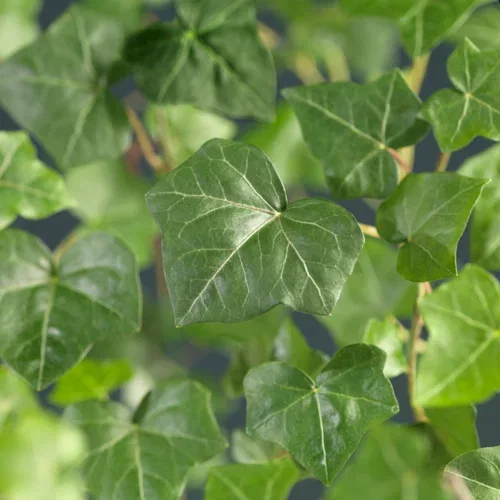 Storbladig murgröna