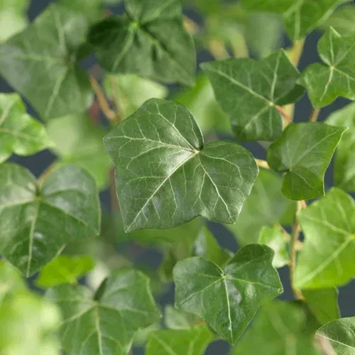 Storbladig murgröna