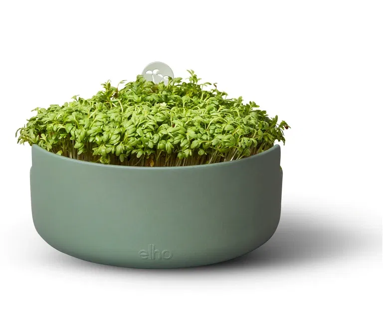 Odlingskruka Magic microgreens